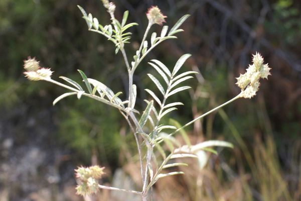 Cockscomb sainfoin