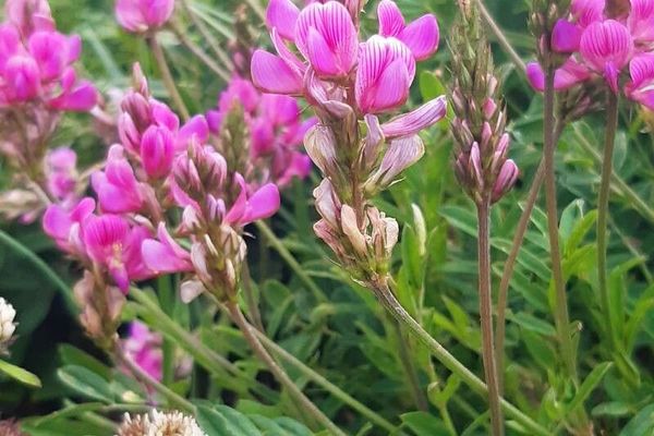 Mountain sainfoin