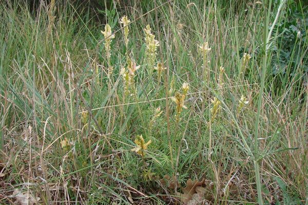 Onobrychis saxatilis