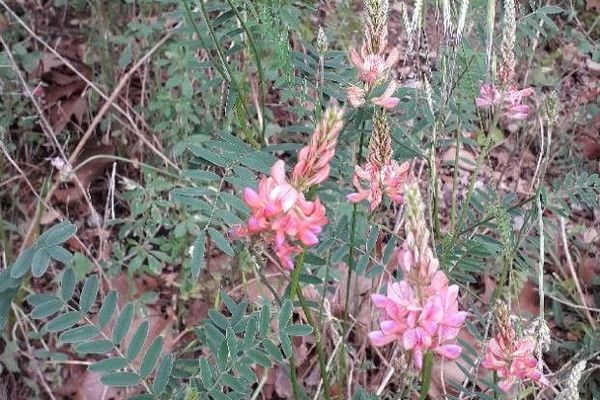 Sainfoin