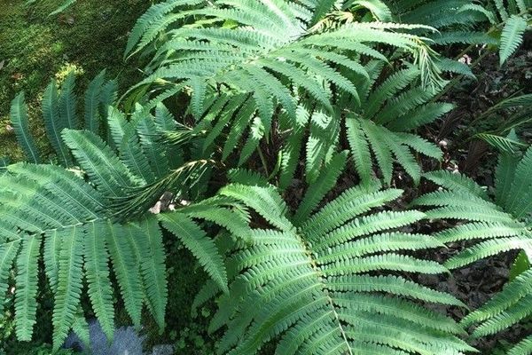 Onoclea orientalis