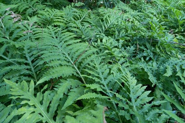 Sensitive fern