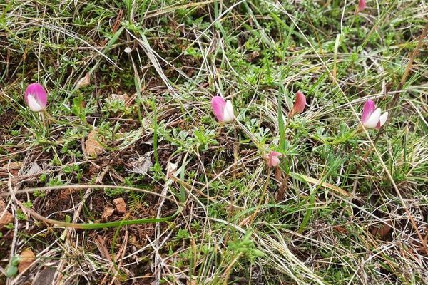 Mount cenis restharrow