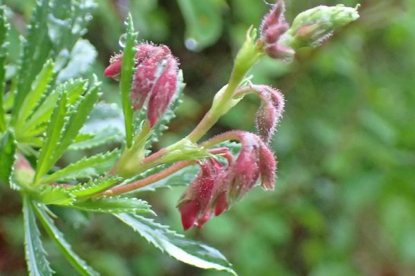 Shrubby restharrow