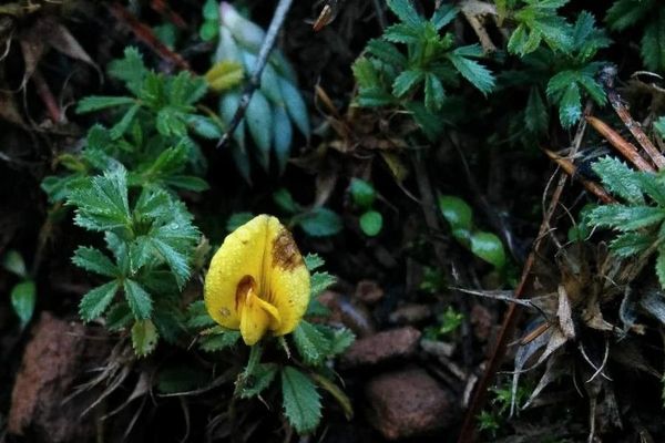 Ononis minutissima