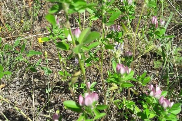 Mediterranean restharrow
