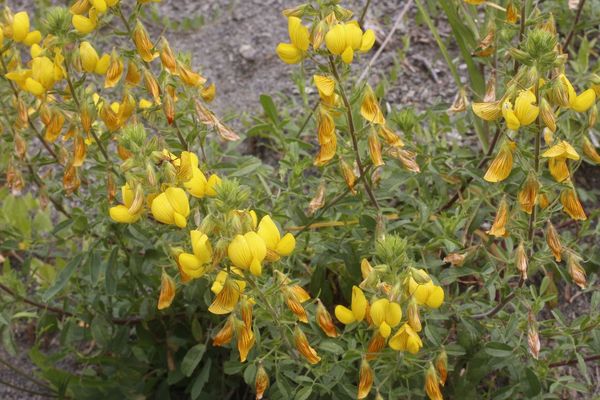 Yellow restharrow
