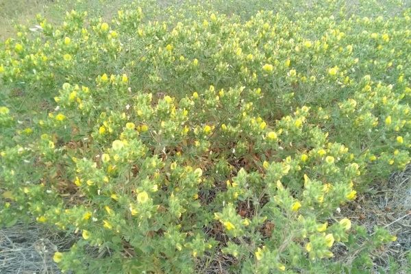 Ononis pubescens