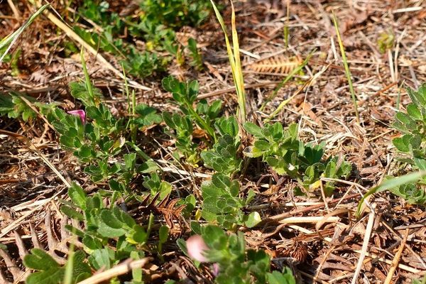 Small restharrow