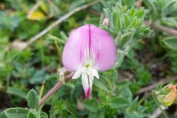 Thorny restharrow