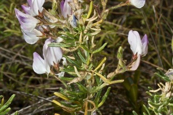 Ononis tridentata