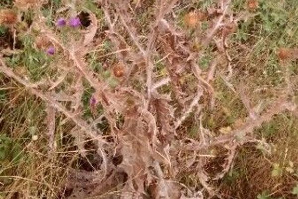 Cotton thistle
