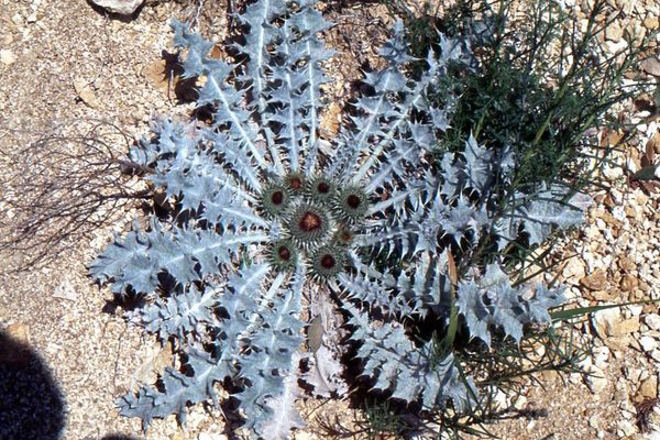 Horse thistle