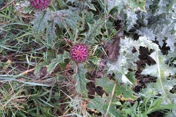 Illyrian thistle