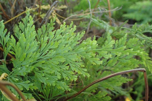 Carrot fern