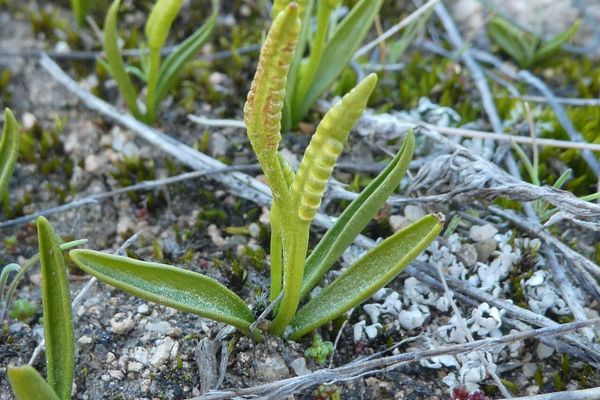 Least adder's-tongue