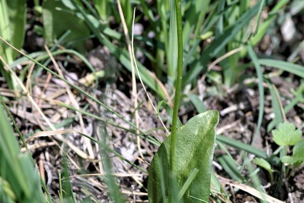 Adder's-tongue