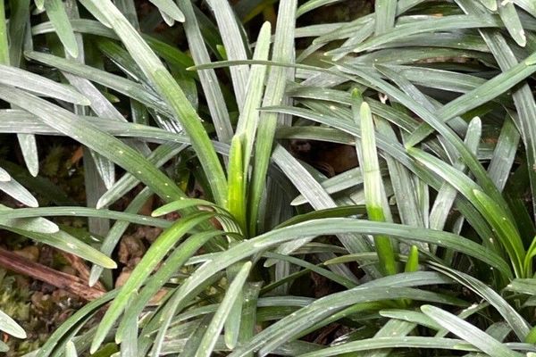 Dwarf lilyturf