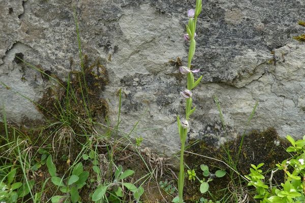 Bee orchid