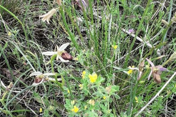 Bertoloni's ophrys