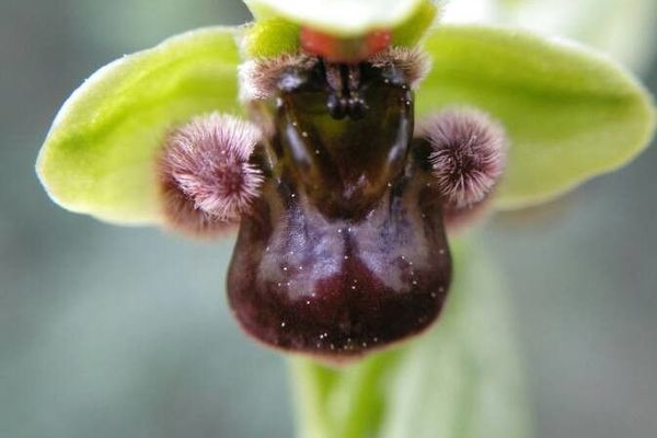 Bumblebee orchid