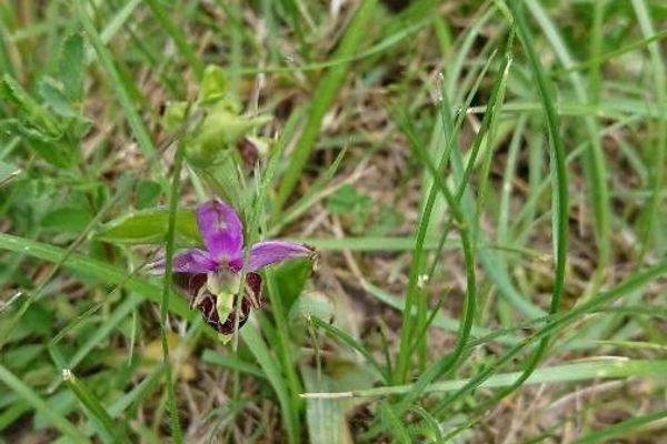Late spider-orchid