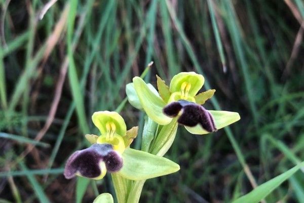 Dark bee orchid
