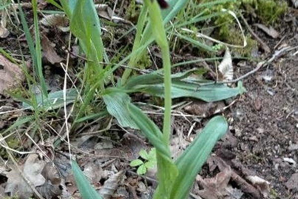 Fly orchid