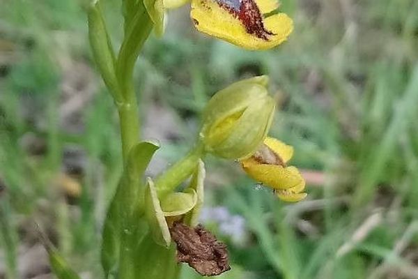 Yellow ophrys