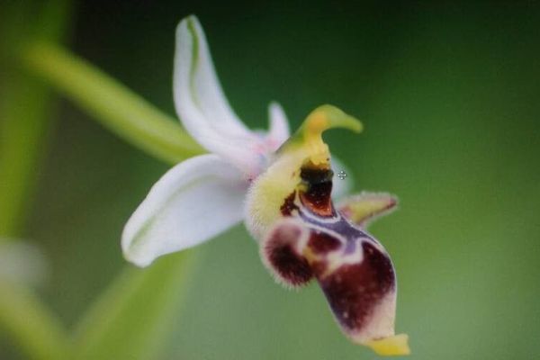 Woodcock orchid