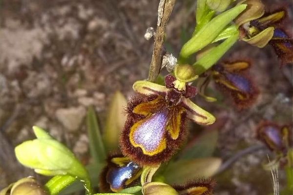 Looking-glass orchid