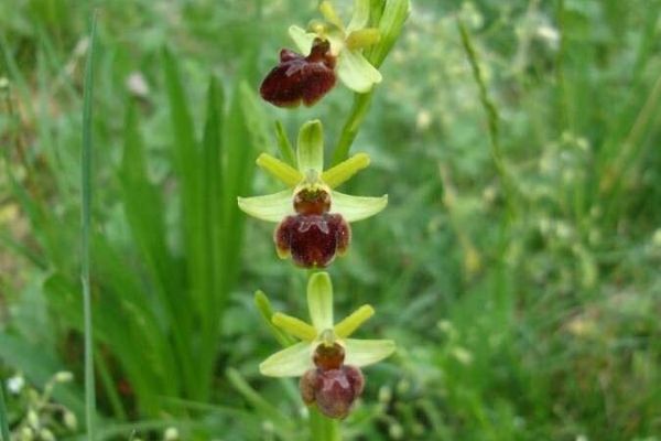 Early spider orchid