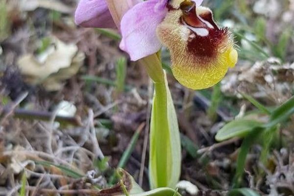 Sawfly orchid