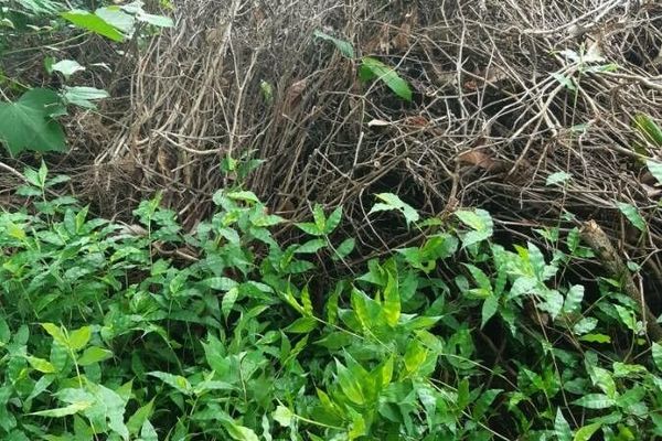 Wavyleaf basketgrass