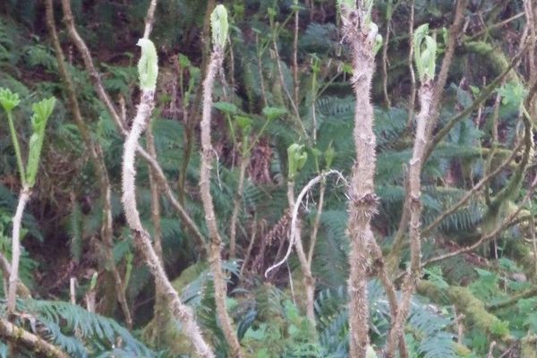 Devil's walking-stick