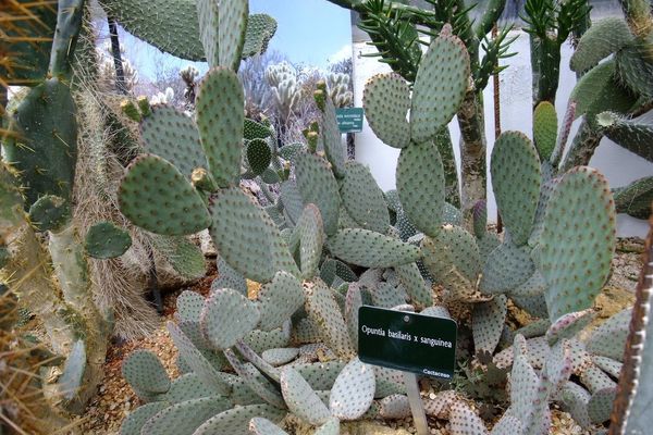 Bakersfield beaver-tail cactus