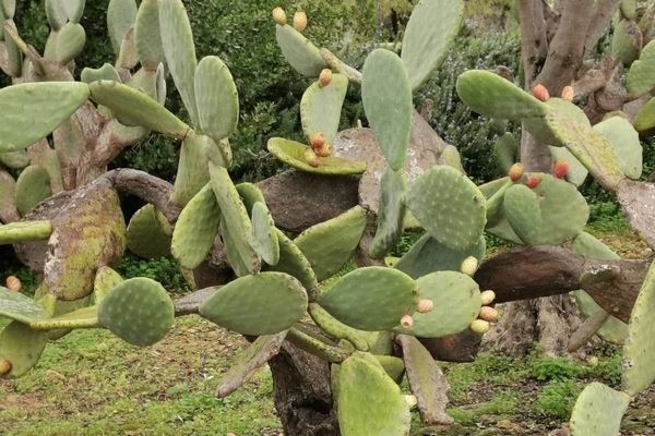 Indian-fig