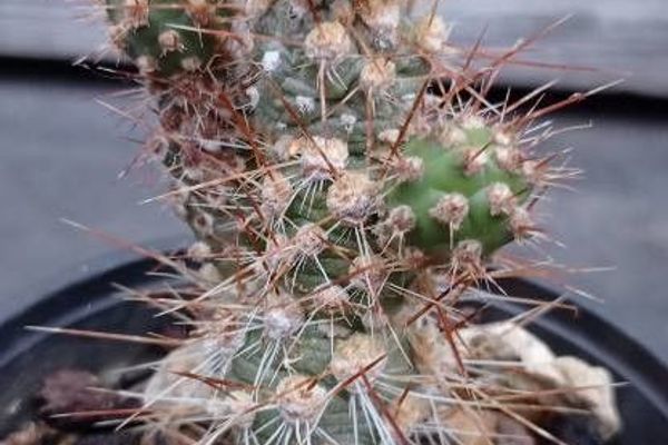 Loose prickly-pear