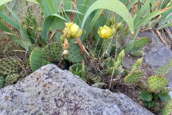 Creeping prickly-pear