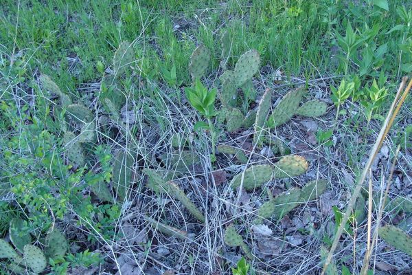 Western prickly-pear