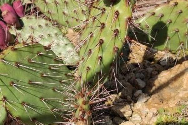 New mexico prickly-pear