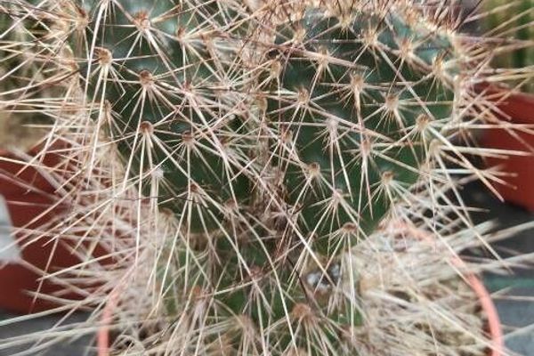 Cliff prickly-pear