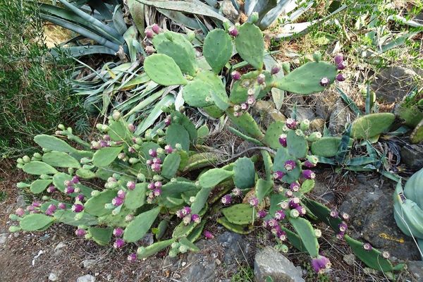 Erect prickly-pear
