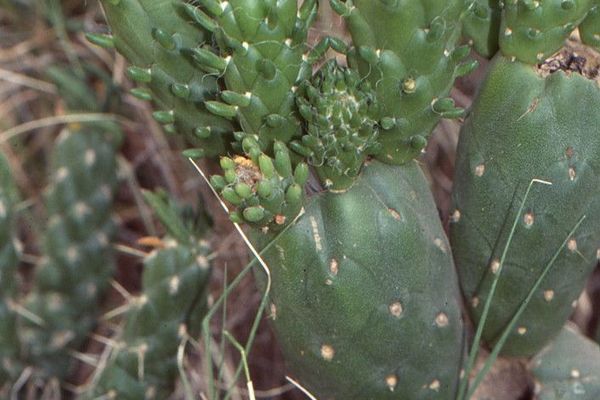 Velvet opuntia