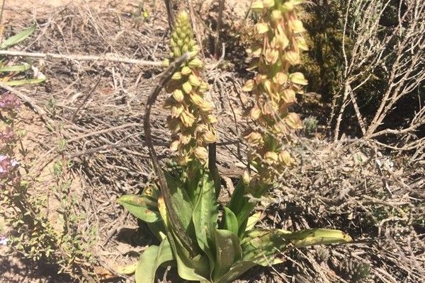 Man orchid