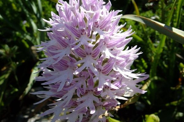 Naked man orchid