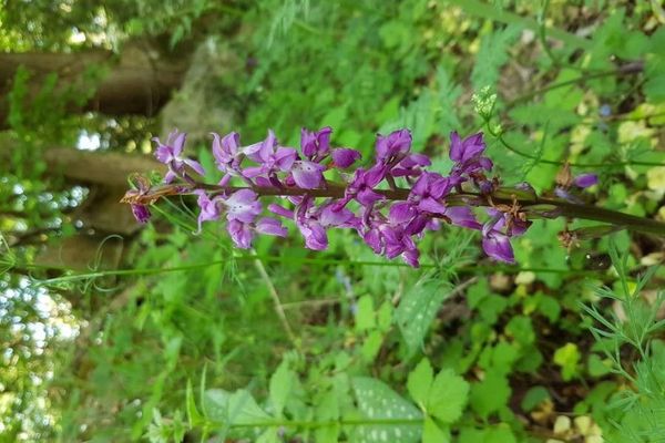 Early purple orchid