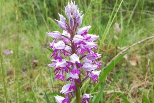 Military orchid