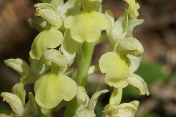 Pale orchid
