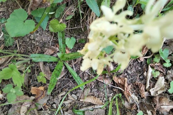 Orchis provincialis